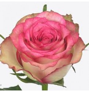 ΤΡΙΑΝΤΑΦΥΛΛΑ ΦΟΥΞΙΑ 60εκ. ROSEN  MONIQUE 60cm
